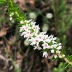 Epacris microphylla Λουλούδι