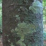 Abarema mataybifolia बार्क (छाल)