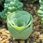 Aeonium aureum Φύλλο