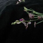Polygala abyssinica Natur