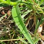 Aneilema johnstonii Leaf