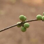 Pleiocarpa pycnantha Fruit