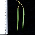 Hoya longifolia Plod