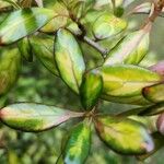 Coprosma repens List