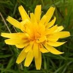 Microseris borealis Flower