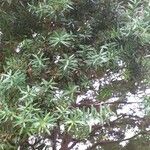 Podocarpus totara पत्ता