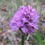 Neotinea tridentata Flower