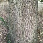 Quercus trojana Écorce