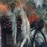 Phoenix canariensis Fruto