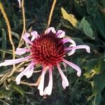 Echinacea pallidaFlor