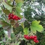 Viburnum opulusFrugt