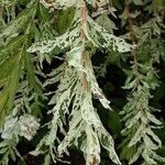 Salix integra Leaf