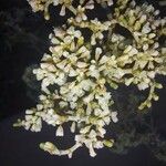 Eriogonum plumatella Kvet