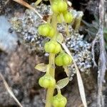 Orthilia secunda Fruit