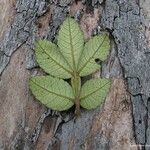 Cunonia pulchella Hoja