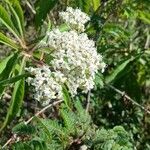 Verbesina turbacensis Fula