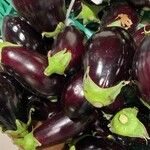 Solanum melongena Fruit