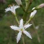 Menyanthes trifoliata Blomst