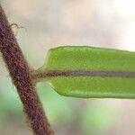 Lomariopsis hederacea 葉