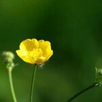 Ranunculus lanuginosusBlomma