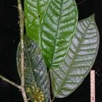 Anaxagorea phaeocarpa Fuelha