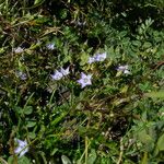 Lomatogonium chumbicum Habit