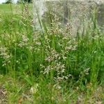 Poa pratensis Frouezh