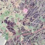 Geranium viscosissimum Leaf