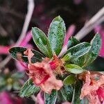 Rhododendron indicum Leaf