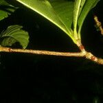 Warszewiczia uxpanapensis बार्क (छाल)