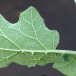 Solanum wrightii Liść