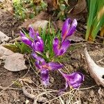 Crocus vernusКветка