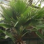 Washingtonia robusta Συνήθη χαρακτηριστικά