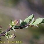 Salix caesia Mosusu