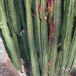 Euphorbia trigona Escorça