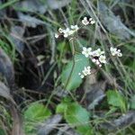 Micranthes californica Hábito