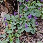 Viola odorata Συνήθη χαρακτηριστικά