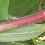 Oenothera macrocarpa 树皮