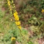 Agrimonia eupatoriaFlower