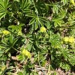 Alchemilla alpina Foglia