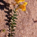 Linaria thymifolia Hábito