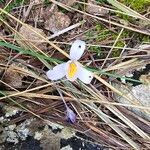Crocus cambessedesii Квітка