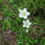 Parnassia palustrisVirág