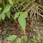 Desmodium tortuosum Blatt