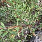 Melaleuca rugulosa Leaf