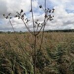 Sonchus palustris Fruit