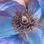 Meconopsis bhutanica