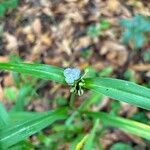 Tradescantia subaspera Flor