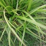 Carex pseudocyperus ഇല