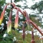 Beschorneria yuccoides Flower